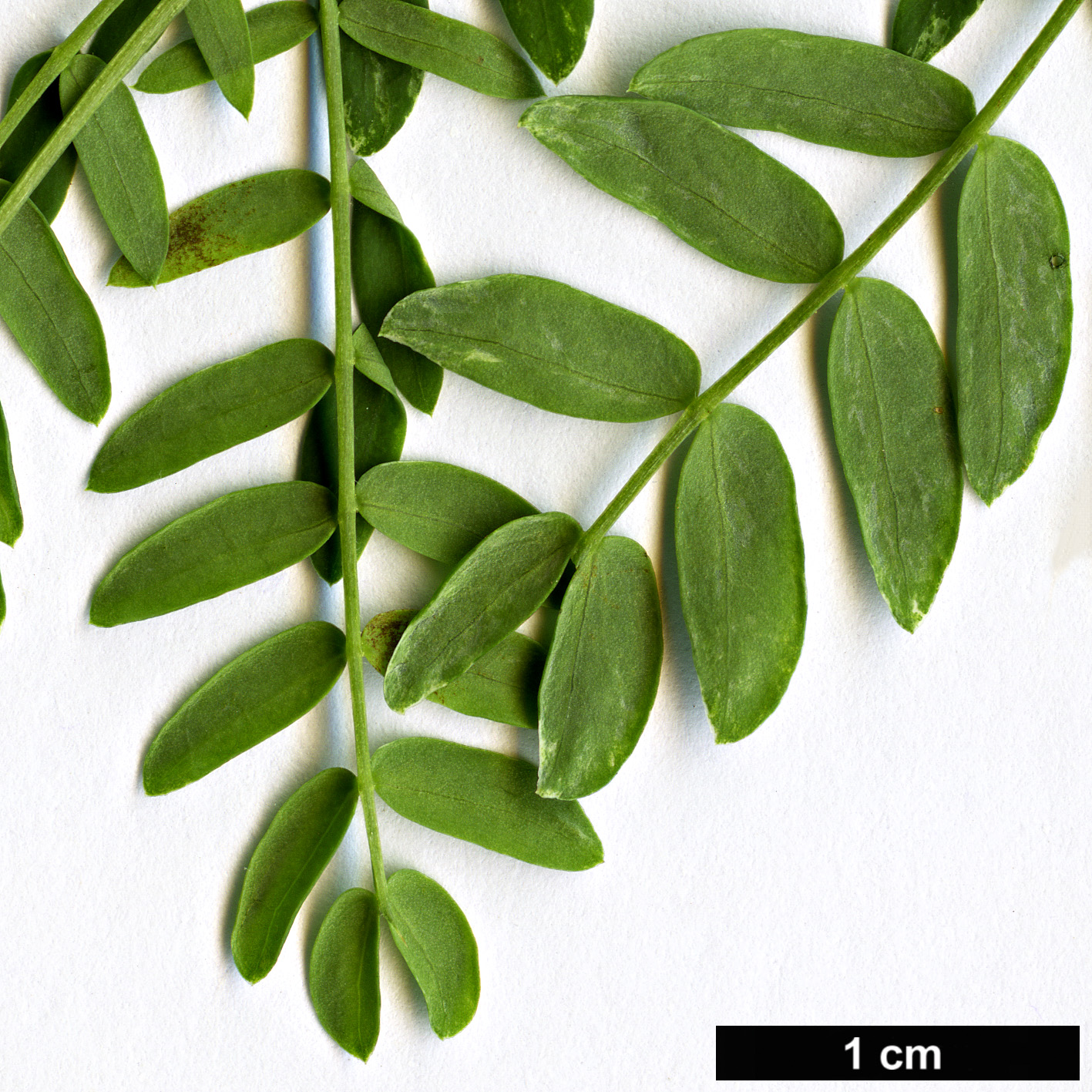 High resolution image: Family: Fabaceae - Genus: Vachellia - Taxon: horrida